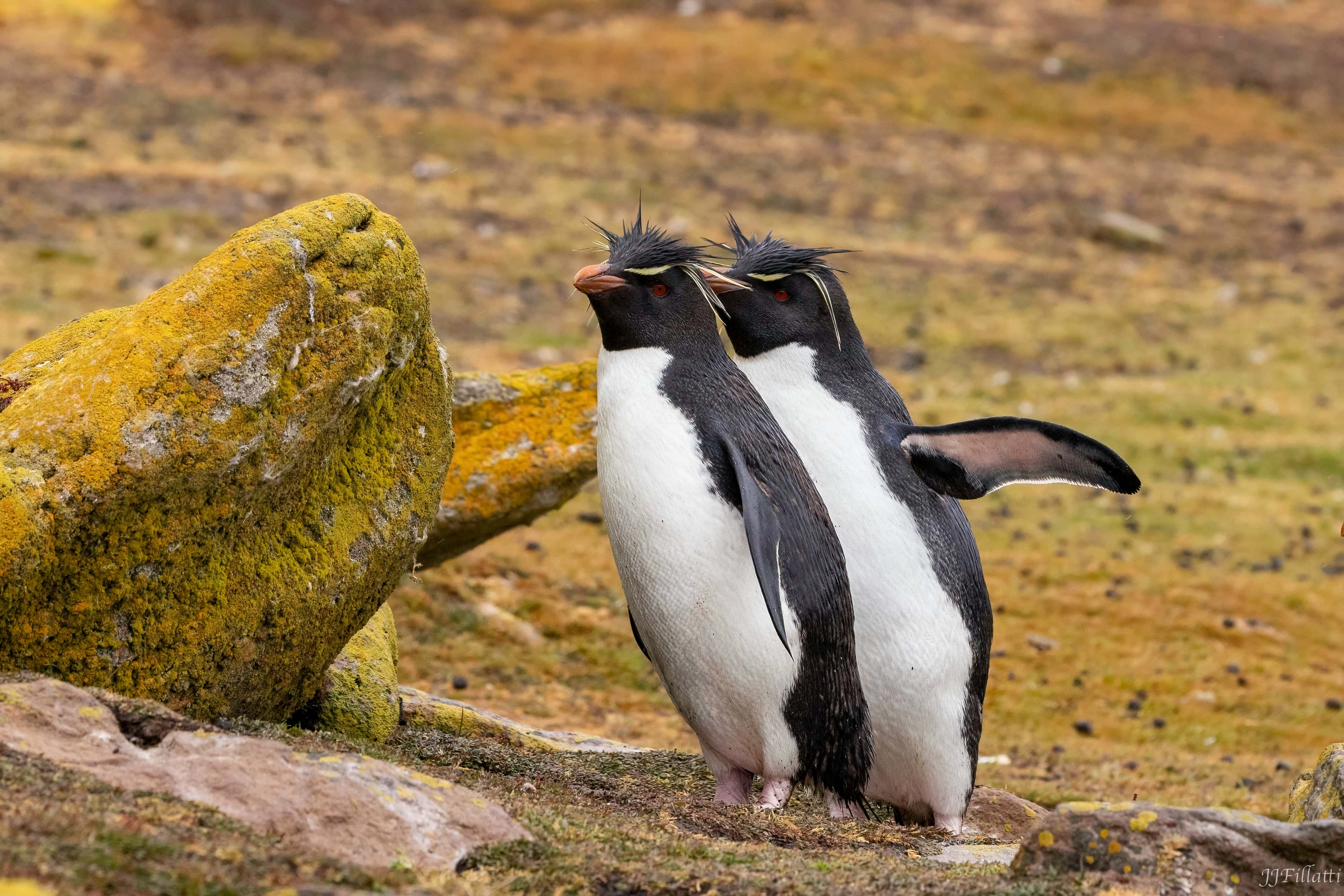 bird of the falklands image 48